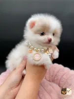 Ashley AKC, a female Pomeranian for sale in Menifee, CA – Photo 2 of 10