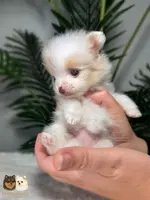 Ashley AKC, a female Pomeranian for sale in Menifee, CA – Photo 8 of 10