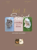 Ashley AKC, a female Pomeranian for sale in Menifee, CA – Photo 10 of 10