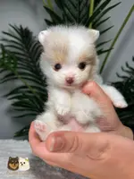 Ashley AKC, a female Pomeranian for sale in Menifee, CA – Photo 6 of 10