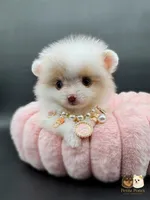 Ashley AKC, a female Pomeranian for sale in Menifee, CA – Photo 3 of 10