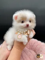 Ashley AKC, a female Pomeranian for sale in Menifee, CA – Photo 1 of 10