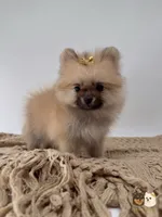 Kate, a female Pomeranian for sale in Murrieta, CA – 10 of 10