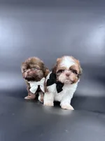Imperial Maverick pee pad trained , a male Shih Tzu for sale in Menifee, CA – 8 of 10