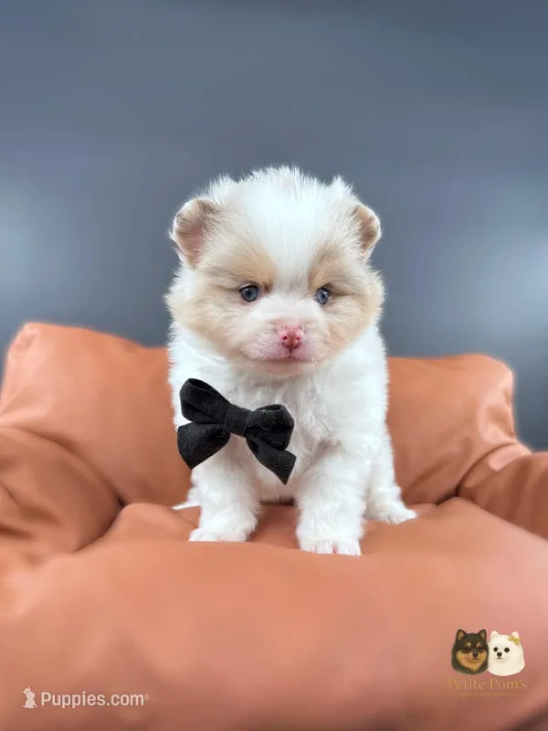 Cruz AKC – Pomeranian puppy for sale in Menifee, CA