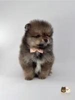 Sailor, a male Pomeranian for sale in Menifee, CA – 5 of 6