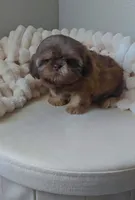 Imperial Knox, a male Shih Tzu for sale in Menifee, CA – 2 of 8