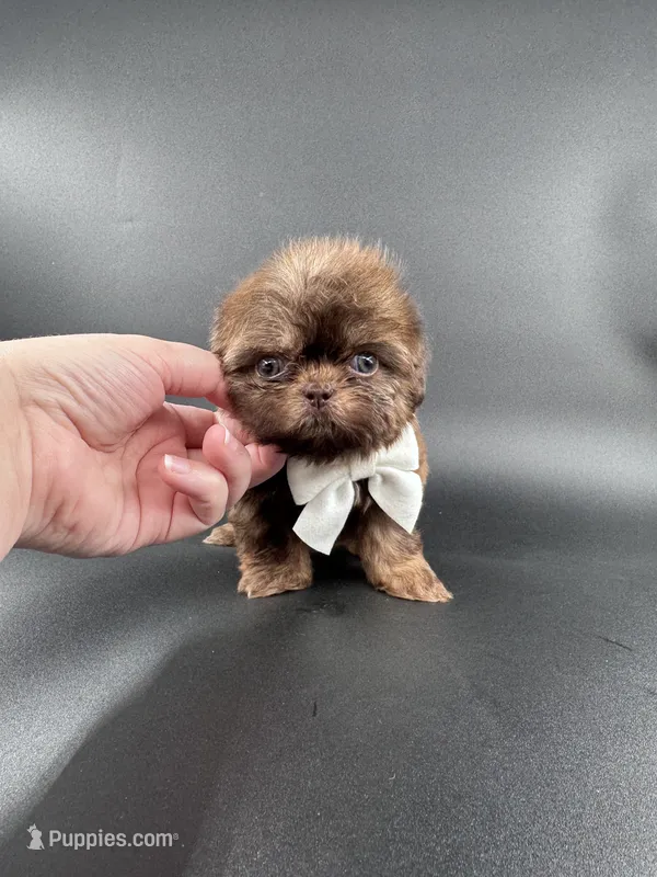 Imperial Zane  – Shih Tzu puppy for sale in Menifee, CA