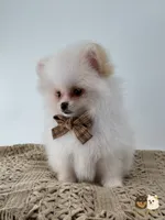 Colby, a male Pomeranian for sale in Murrieta, CA – 6 of 8