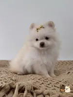 Chloe, a female Pomeranian for sale in Murrieta, CA – 2 of 6