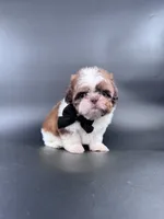 Imperial Maverick pee pad trained , a male Shih Tzu for sale in Menifee, CA – 10 of 10