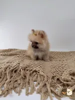 Kate, a female Pomeranian for sale in Murrieta, CA – 2 of 10