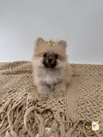 Kate, a female Pomeranian for sale in Murrieta, CA – 6 of 10