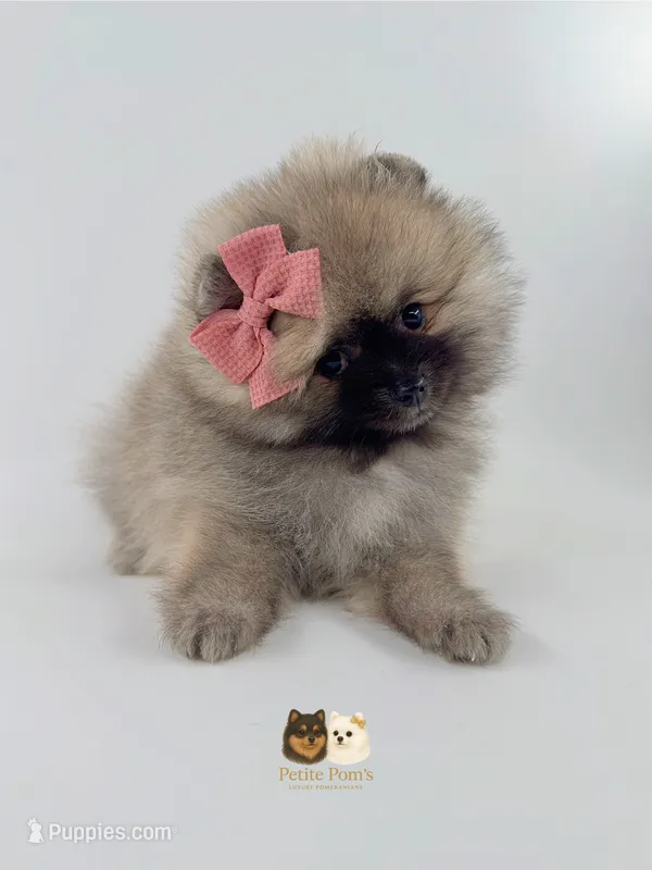 Thalia – Pomeranian puppy for sale in Menifee, CA