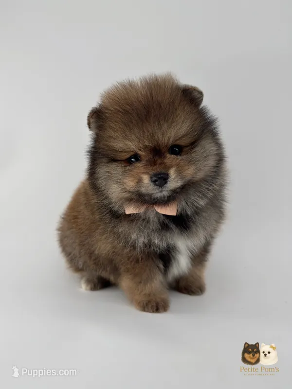 Sailor – Pomeranian puppy for sale in Menifee, CA