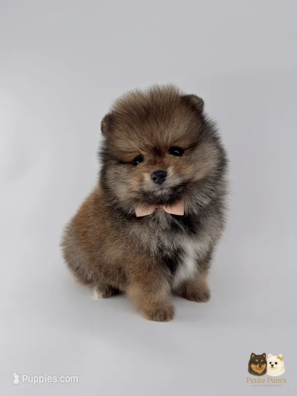 Sailor – Pomeranian puppy for sale in Menifee, CA