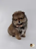 Sailor, a male Pomeranian for sale in Menifee, CA – 1 of 6