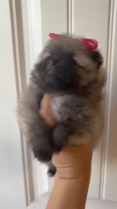 Thalia, a female Pomeranian for sale in Menifee, CA – 4 of 4