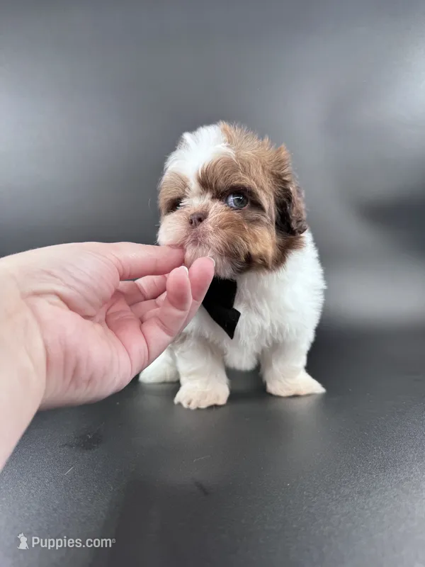 Imperial Maverick – Shih Tzu puppy for sale in Menifee, CA