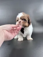 Imperial Maverick pee pad trained , a male Shih Tzu for sale in Menifee, CA – 7 of 10