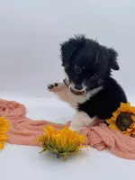 Luna Longhair (last baby), a female Chihuahua for sale in Menifee, CA – Photo 5 of 9