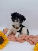 Luna Longhair (last baby), a female Chihuahua for sale in Menifee, CA – Photo 2 of 9