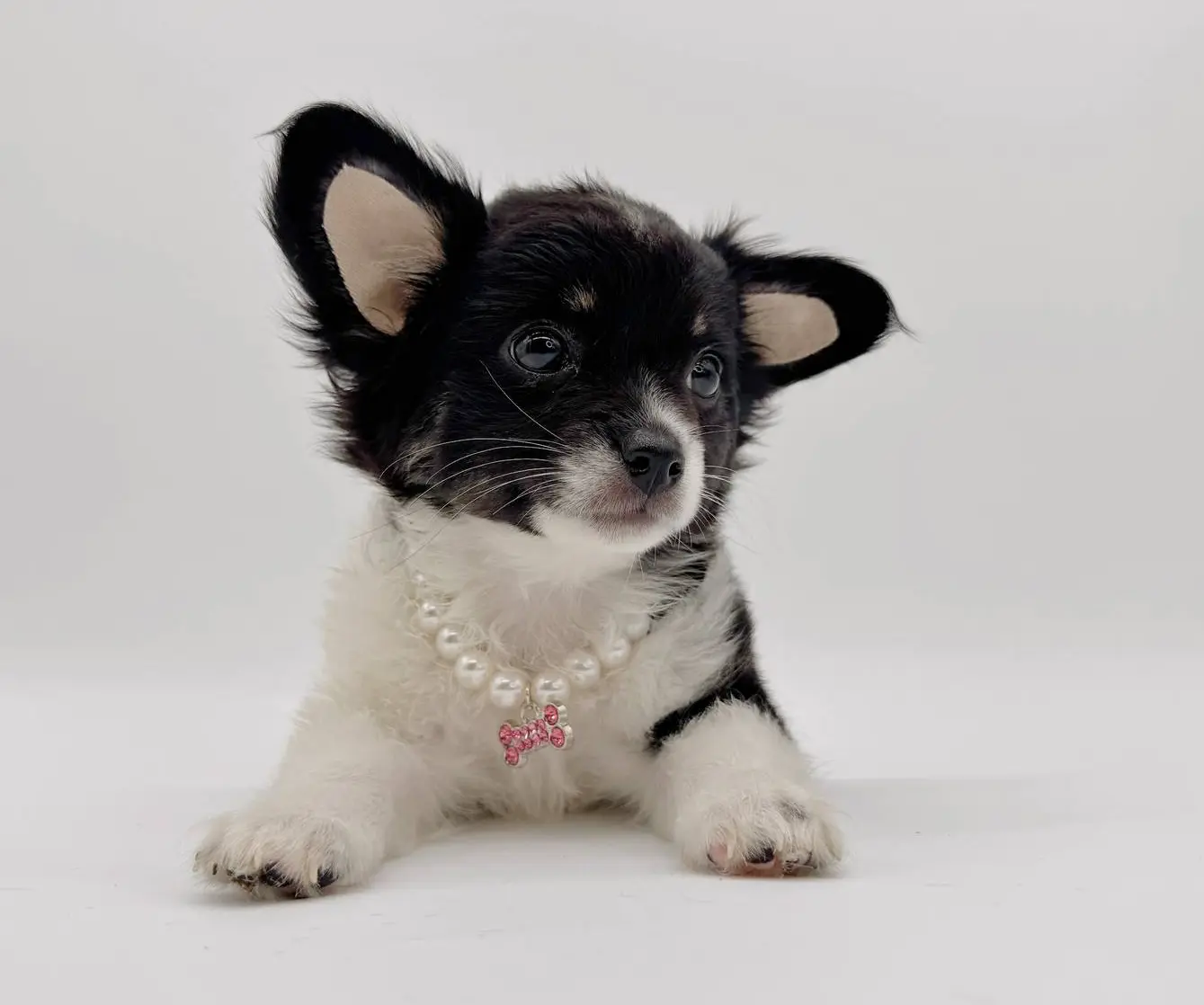 Luna Longhair (last baby), a female Chihuahua for sale in Menifee, CA – Photo 3 of 9