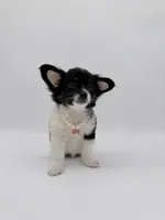 Luna Longhair (last baby), a female Chihuahua for sale in Menifee, CA – Photo 6 of 9