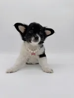 Luna Longhair (last baby), a female Chihuahua for sale in Menifee, CA – Photo 7 of 9