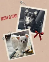 Luna Longhair (last baby), a female Chihuahua for sale in Menifee, CA – Photo 9 of 9