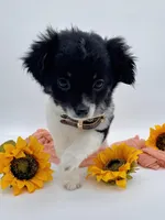 Luna Longhair (last baby), a female Chihuahua for sale in Menifee, CA – Photo 4 of 9