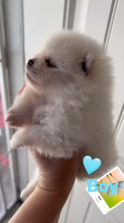 Teddy, a male Pomeranian for sale in Menifee, CA – 3 of 4