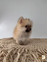 Kate, a female Pomeranian for sale in Murrieta, CA – 8 of 10