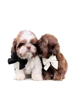 Imperial Mavy, a male Shih Tzu for sale in Menifee, CA – 3 of 4