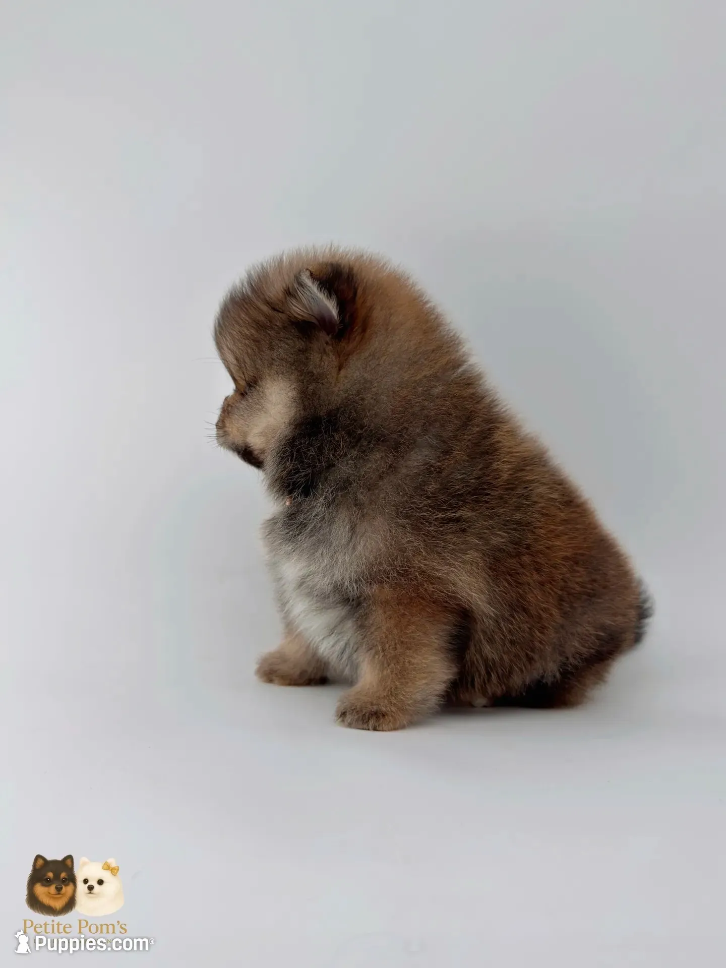 Sailor, a male Pomeranian for sale in Murrieta, CA – 4 of 6