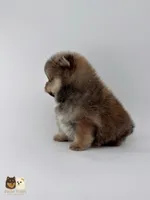 Sailor, a male Pomeranian for sale in Menifee, CA – 2 of 7
