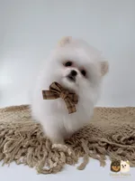 Colby, a male Pomeranian for sale in Murrieta, CA – 2 of 8