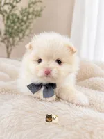 Armani AKC , a male Pomeranian for sale in Menifee, CA – 2 of 10