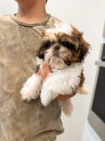 Imperial Maverick pee pad trained , a male Shih Tzu for sale in Menifee, CA – 2 of 10