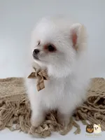 Colby, a male Pomeranian for sale in Murrieta, CA – 8 of 8