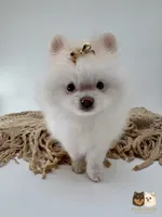 Chloe, a female Pomeranian for sale in Murrieta, CA – 4 of 6