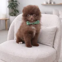 Coco Bear ICA reg, a male Pomeranian for sale in Menifee, CA – Photo 2 of 8