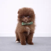Coco Bear ICA reg, a male Pomeranian for sale in Menifee, CA – Photo 5 of 8