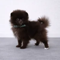 Coco Bear ICA reg, a male Pomeranian for sale in Menifee, CA – Photo 7 of 8