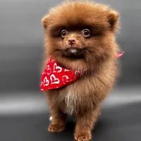 Coco Bear ICA reg, a male Pomeranian for sale in Menifee, CA – Photo 8 of 8