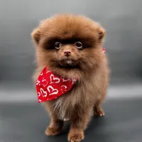 Coco Bear ICA reg, a male Pomeranian for sale in Menifee, CA – Photo 1 of 8