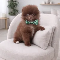 Coco Bear ICA reg, a male Pomeranian for sale in Menifee, CA – Photo 4 of 8