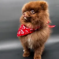 Coco Bear ICA reg, a male Pomeranian for sale in Menifee, CA – Photo 3 of 8