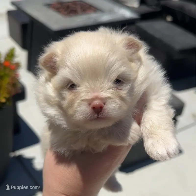 Armani AKC  – Pomeranian puppy for sale in Menifee, CA