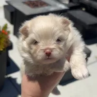 Armani AKC , a male Pomeranian for sale in Menifee, CA – 4 of 10